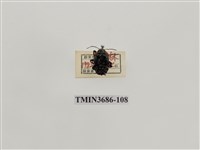 藏品(角盾蝽)的圖片